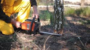  Uniontown, PA Tree Removal and Landscaping Services Pros